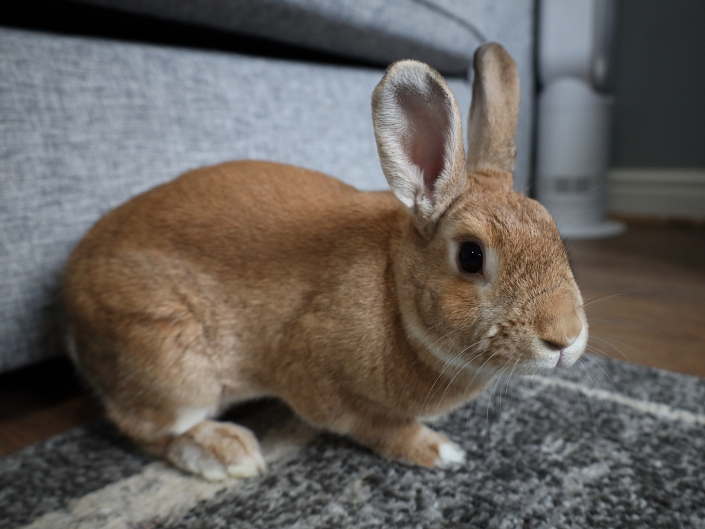 Solitary rabbit indoors