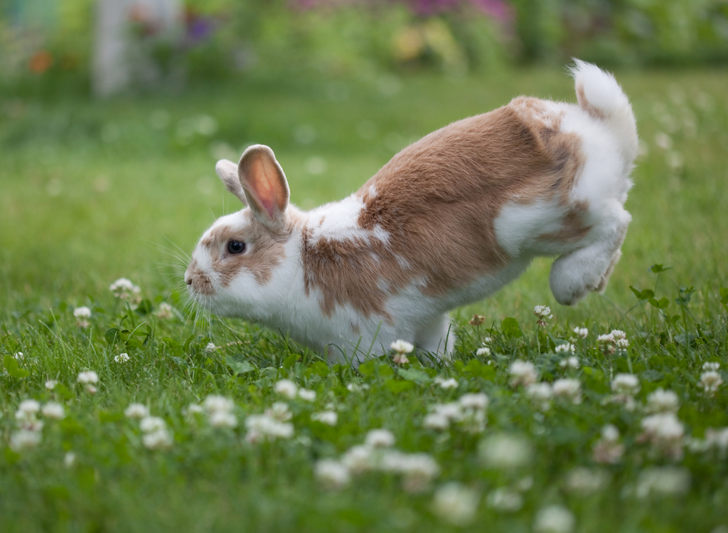 Rabbit jumping on grass