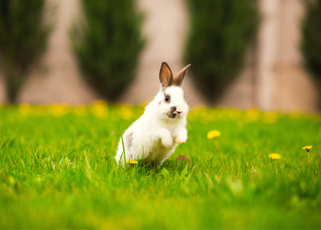 Rabbit jumping on grass in backyard