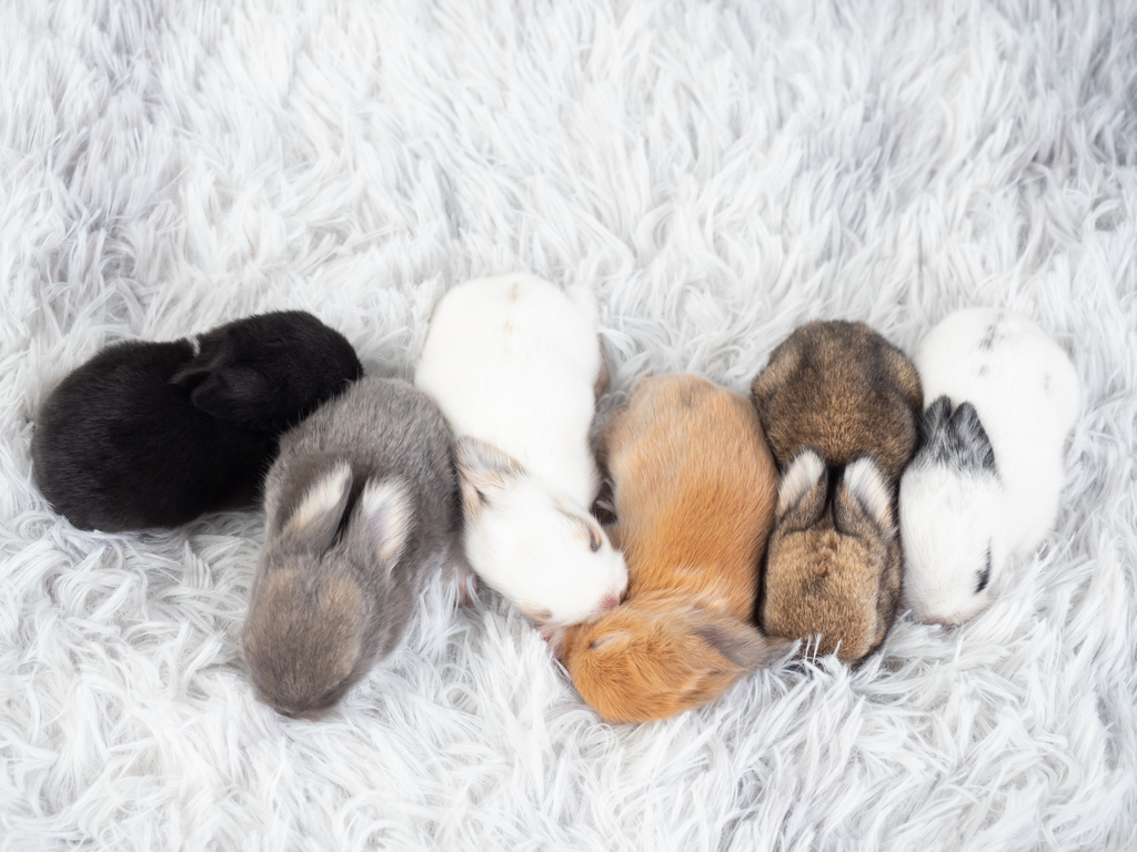 Rabbit litter of six baby bunnies