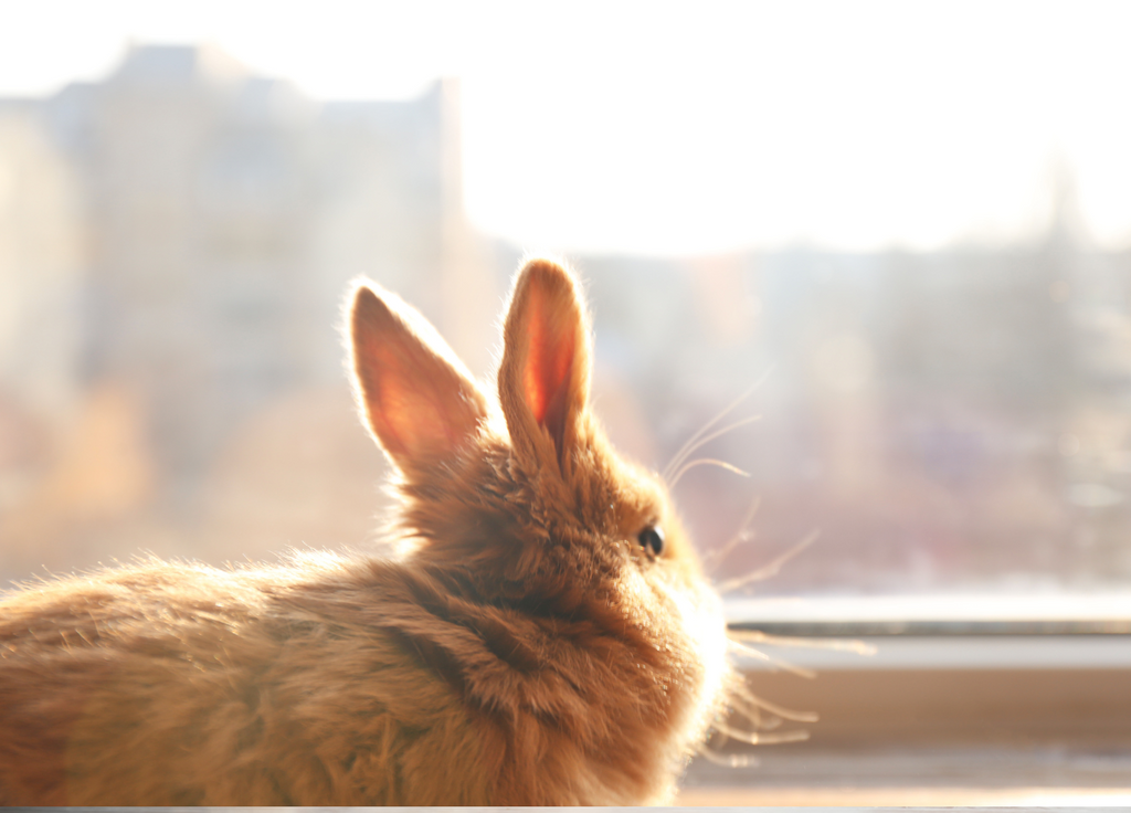 Rabbit looking out a window