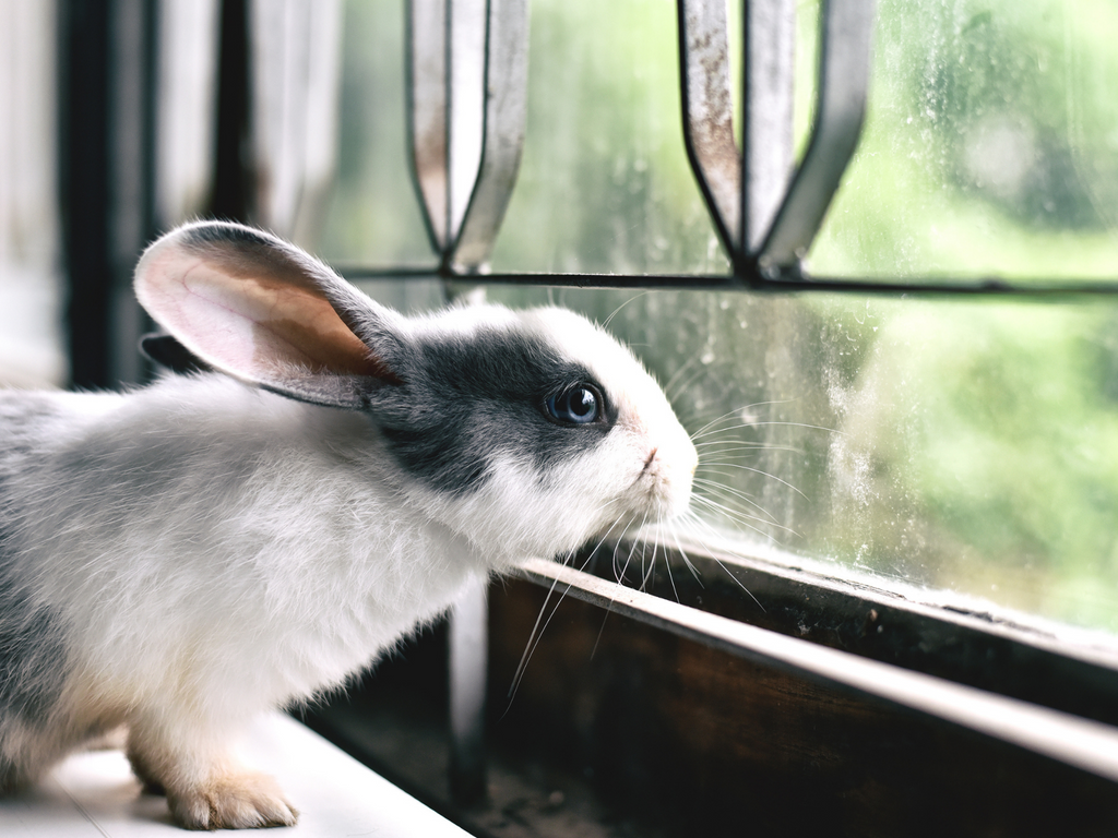 Rabbit looking out of a window