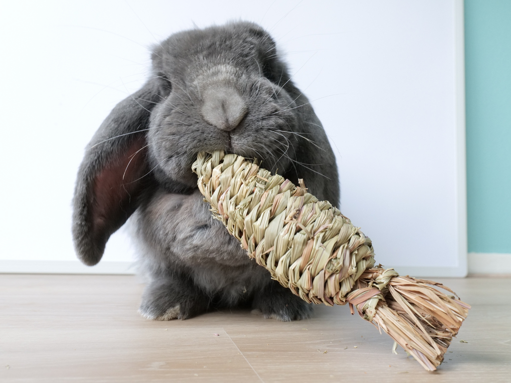 Rabbit playing with carrot chew toy for rabbits