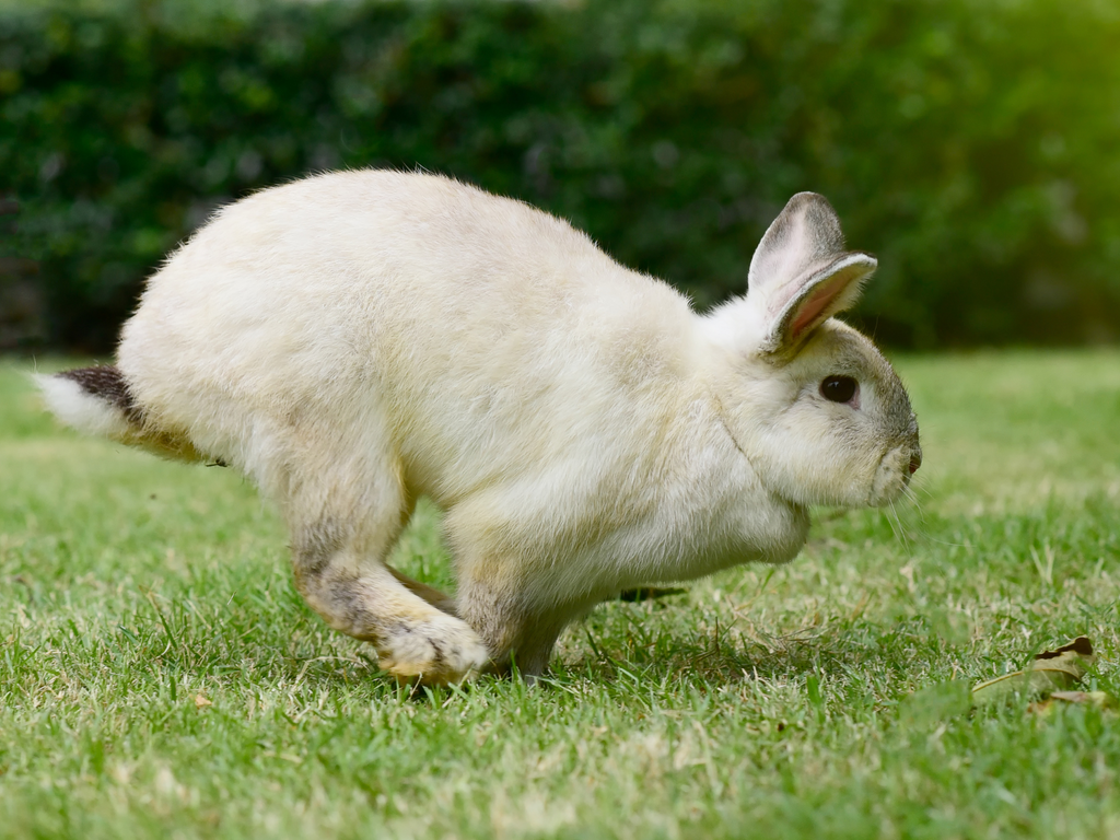 Rabbit running on grass