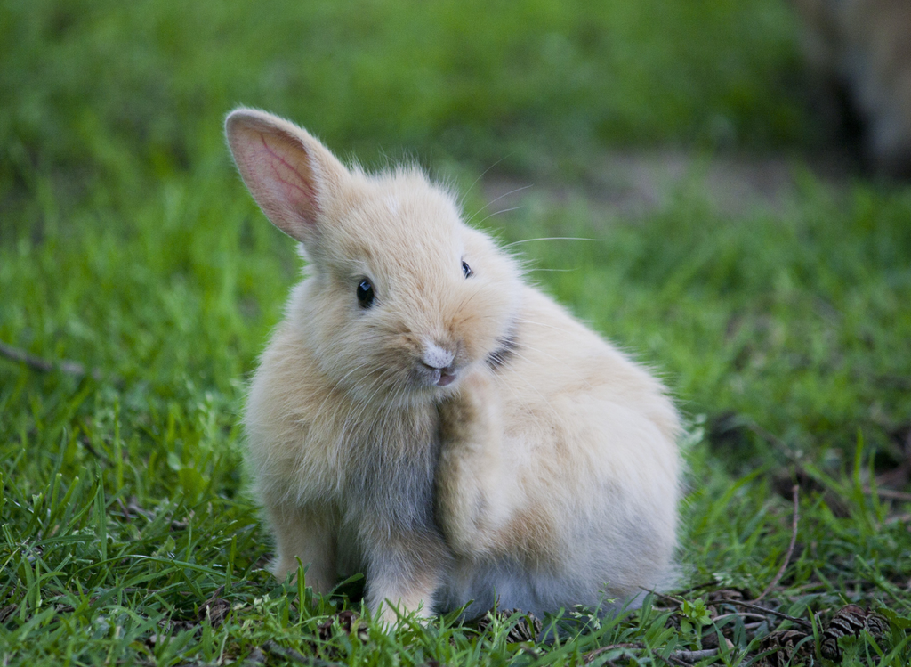 Rabbit scratching outdoors