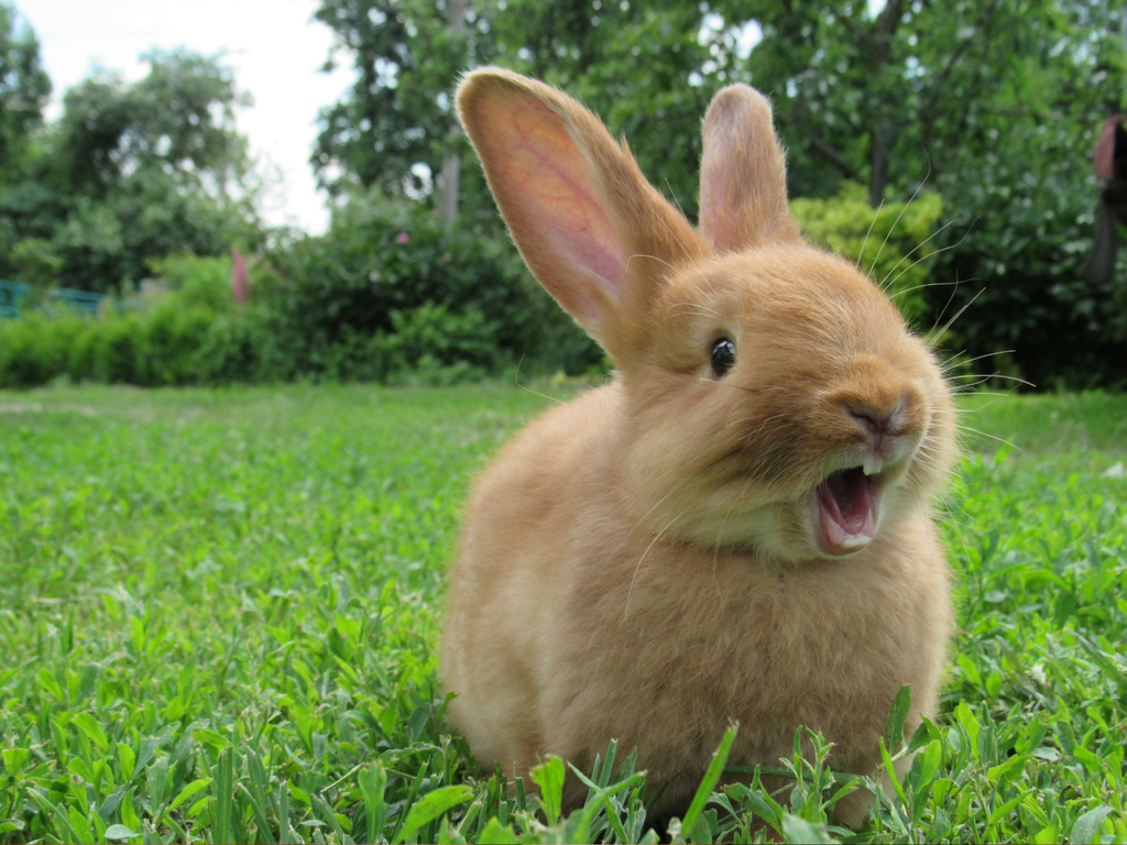 Rabbit showing teeth outdoors