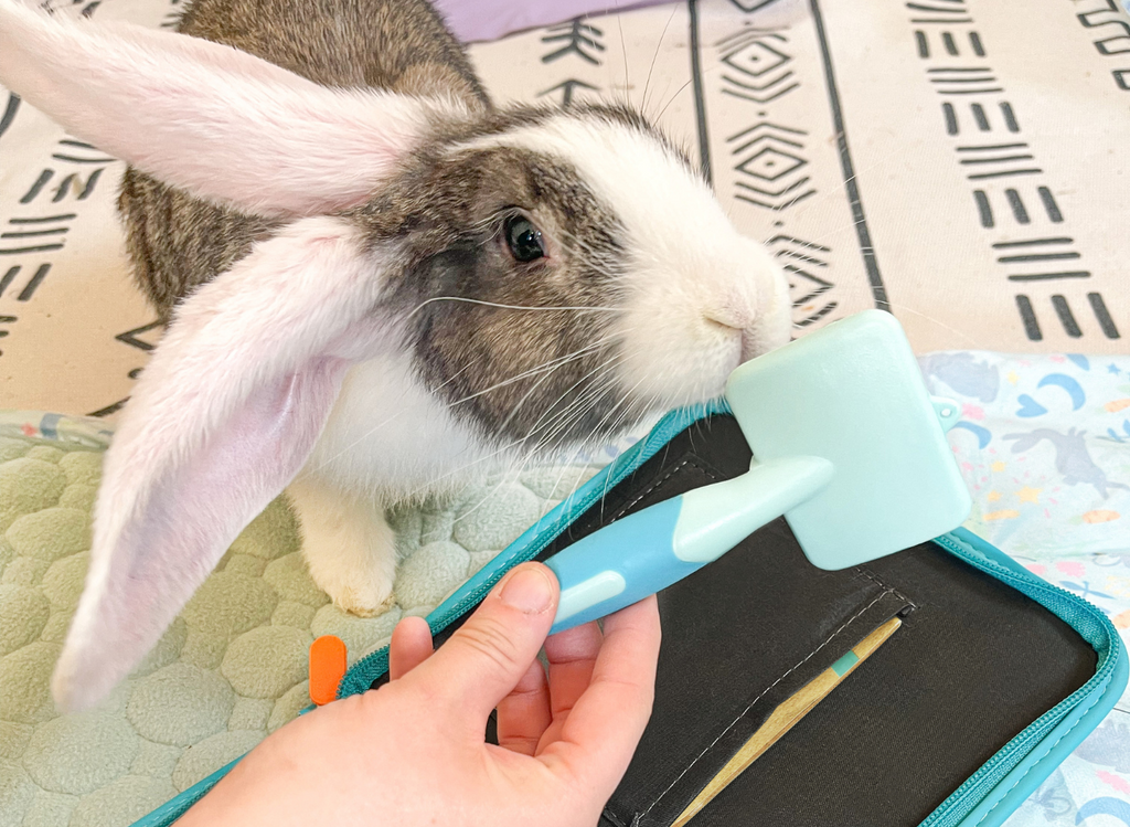 Rabbit sniffing Kavee grooming brush from the rabbit grooming kit