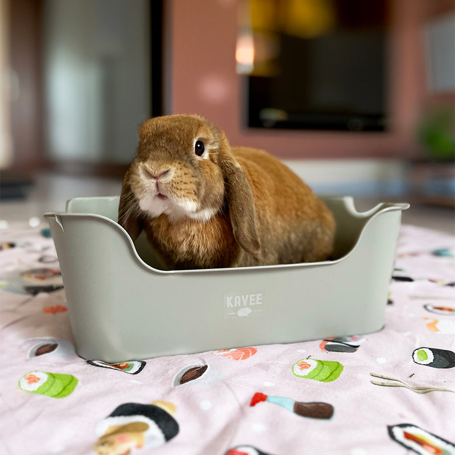 Rabbit using Kavee litter tray