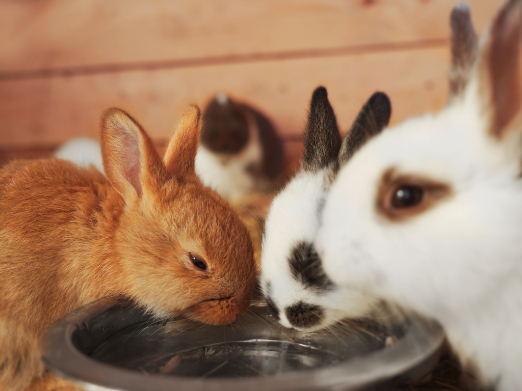 Rabbits drinking water from a water bowl outside