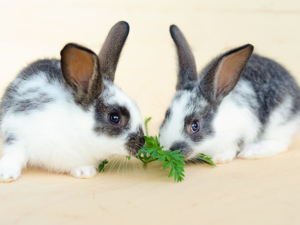 Two rabbits eating leafy greens