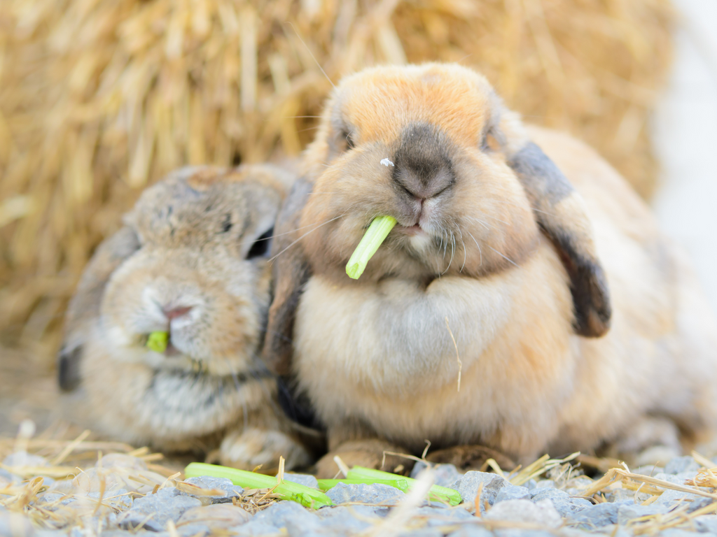 Rabbits eating leafy greens