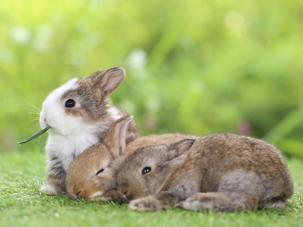 Baby Bunnies In Cups 