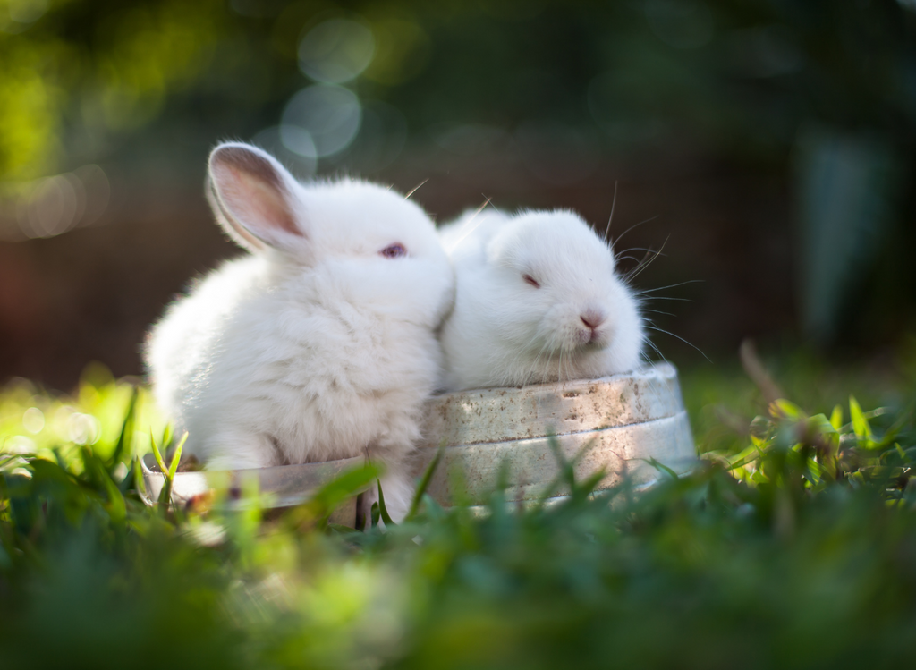 Two rabbits grooming each other in the garden