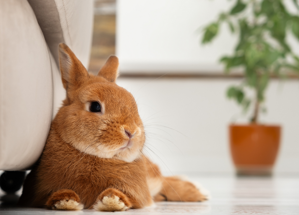 Relaxed rabbit on the floor indoors