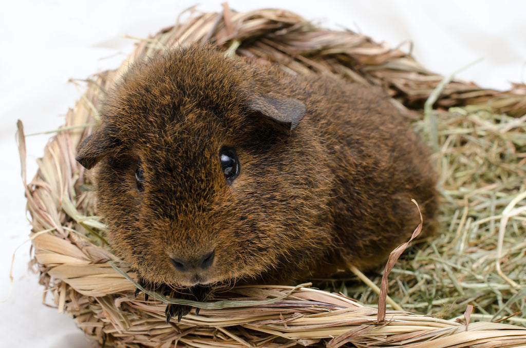 Rex guinea pig in a hay basket.