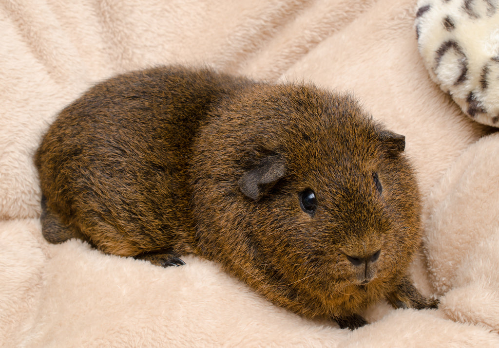 Rex guinea pig on a fleece bed.