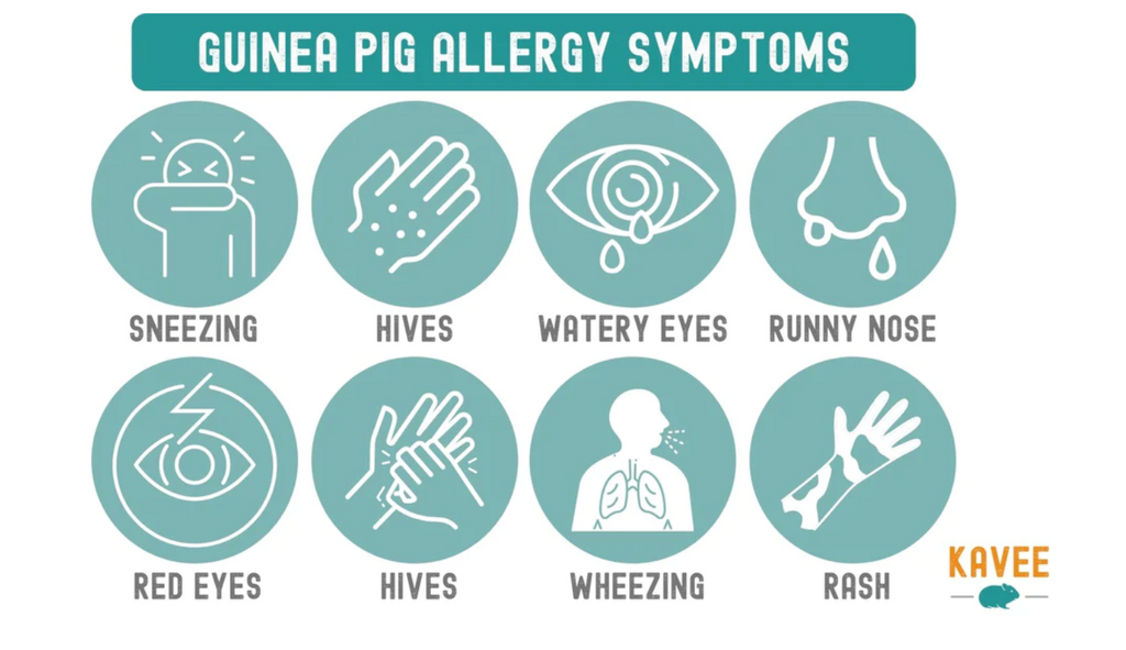 Guinea pig allergy symptoms