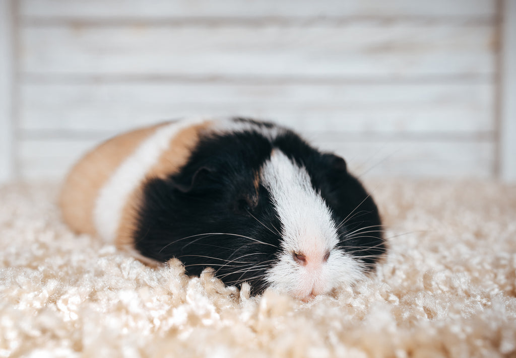 Sleeping guinea pig on their bed.