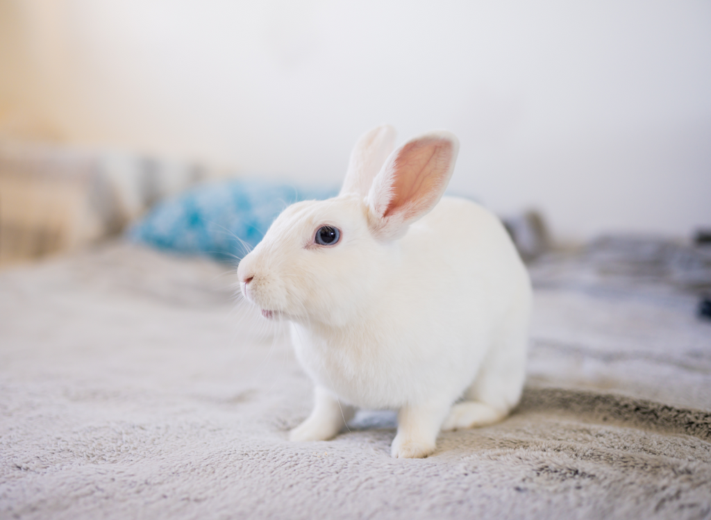 Solitary white rabbit at home