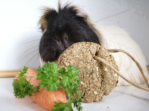 guinea pig eating homemade healthy treat kavee blog usa