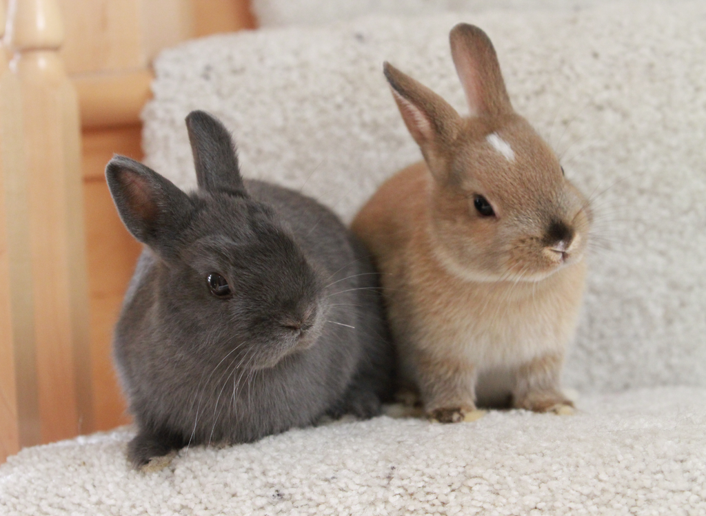 Two bunnies sitting on the stairs together