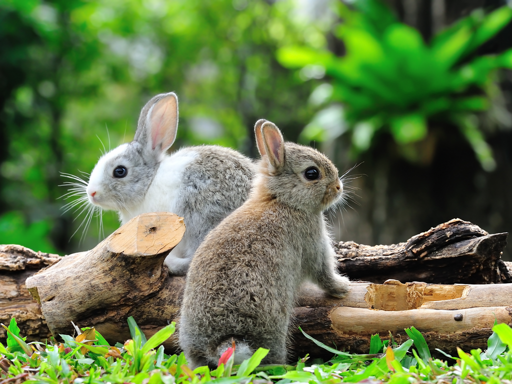 Two cute rabbits outdoors