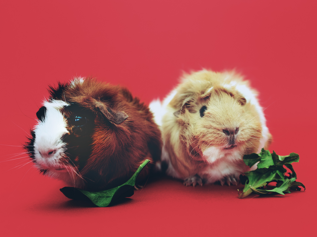 Two guinea pigs on a red background