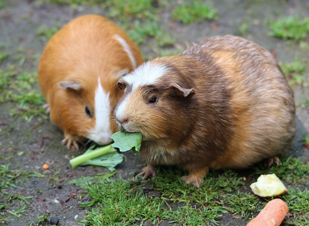 Two guinea pigs munching on vegetables outside