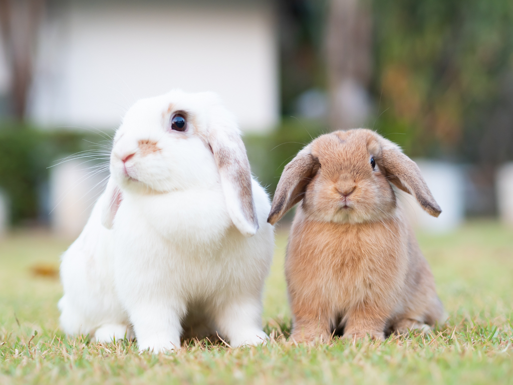 Two holland lop rabbits outdoors