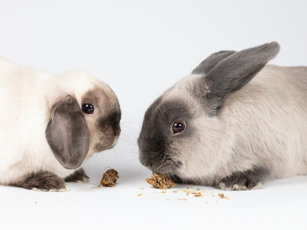 Two rabbits eating food on the floor