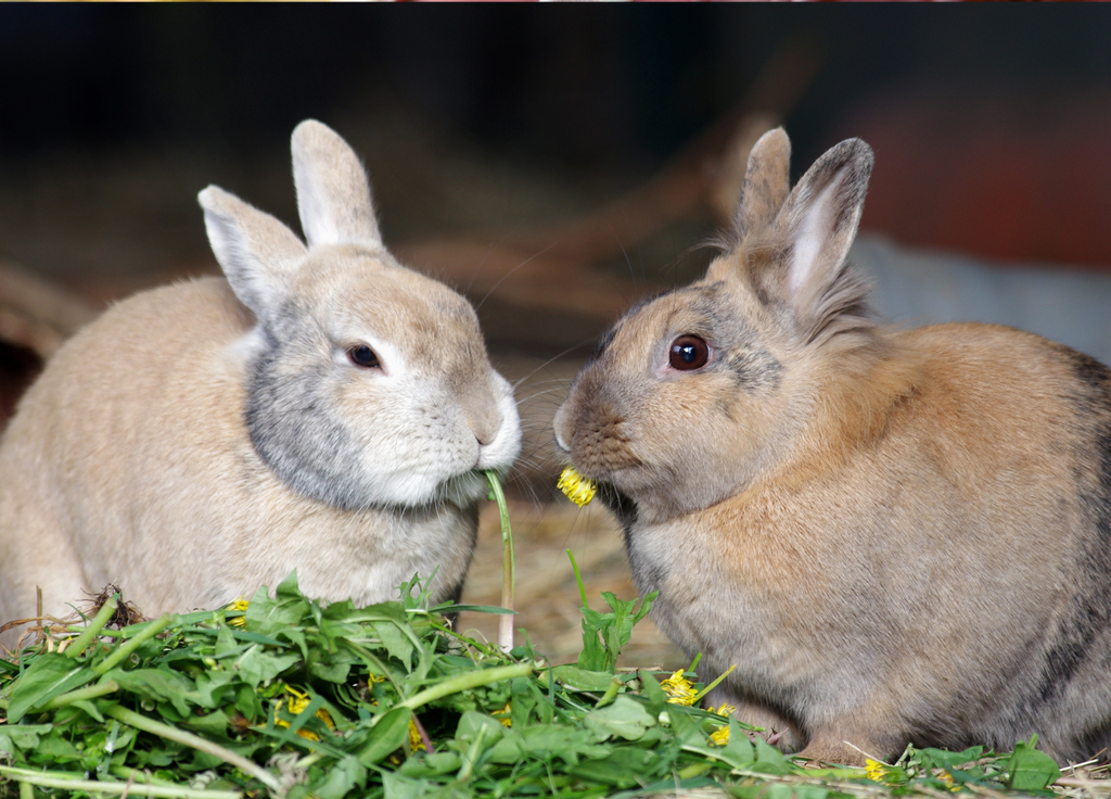 Two rabbits eating food together