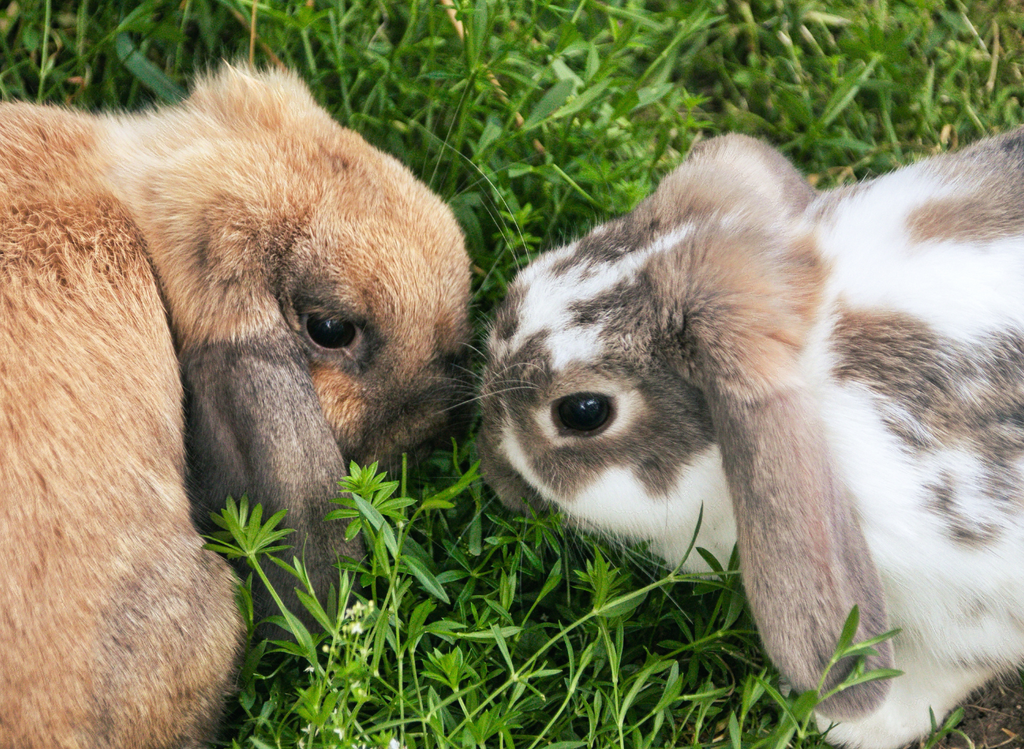 Two rabbits grazing on grass together
