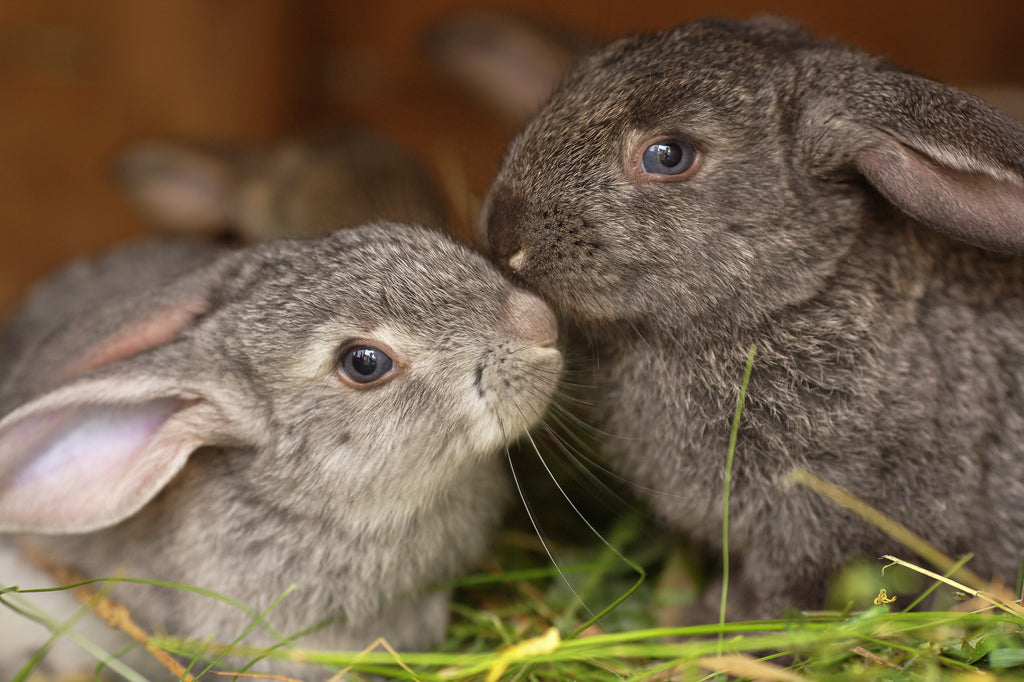 Two rabbits sniffing each other