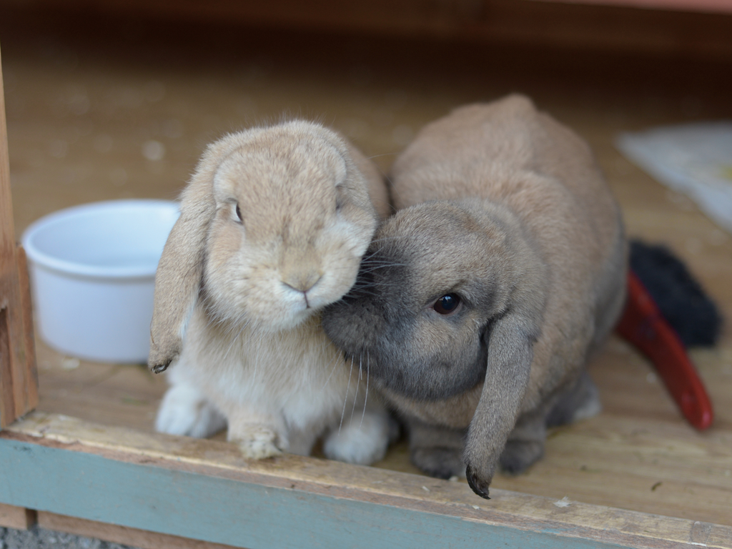Two rabbits sniffing each other