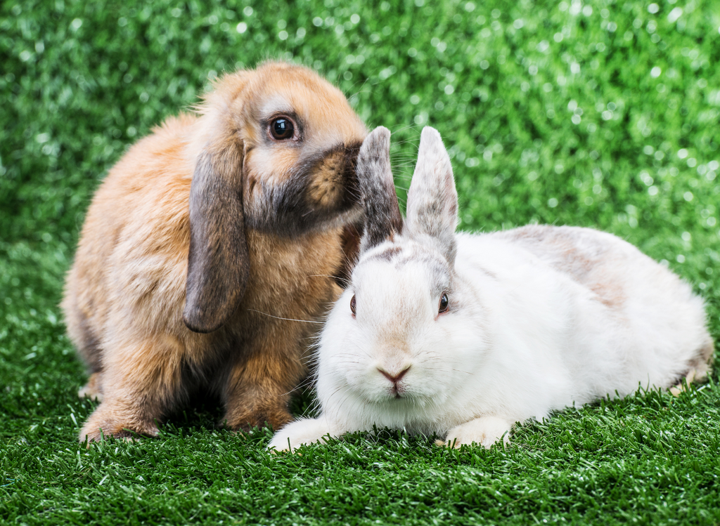 Two rabbits together on grass