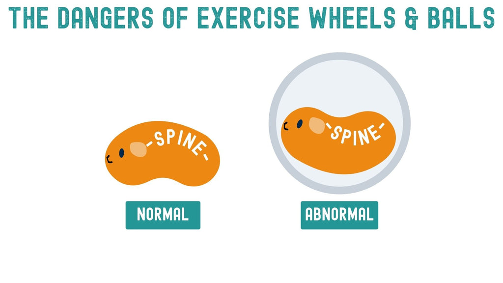 exercise balls can cause damage to your guinea pig's spine