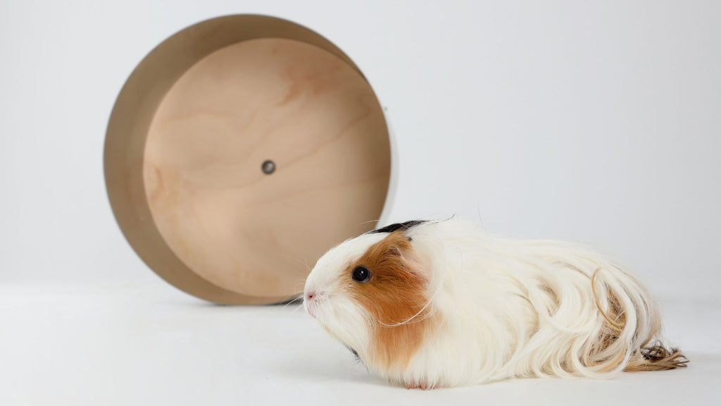 exercise wheels are not safe for guinea pig 