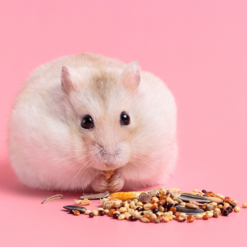 Hamster eating food with a pink background.