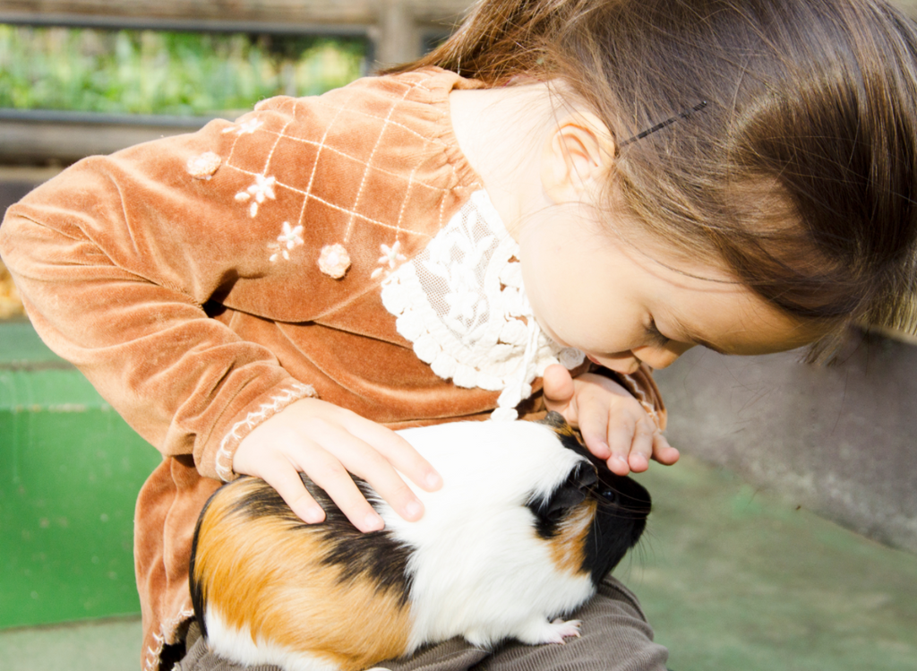 Little girl playing with a guinea pig on her lap.