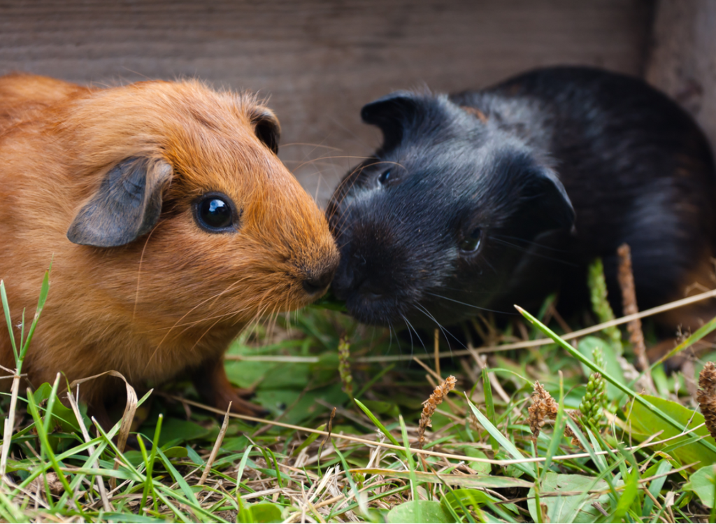 A brown guinea pig and a black guinea pig together on grass.