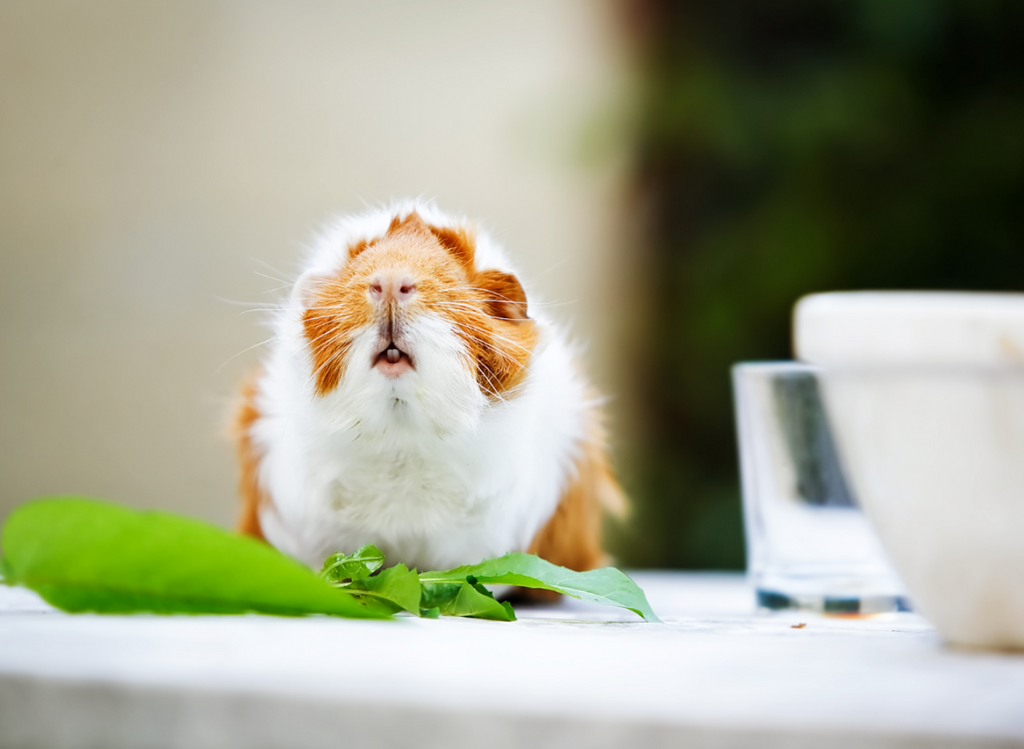 Guinea pig looking up from a leaf they are eating.