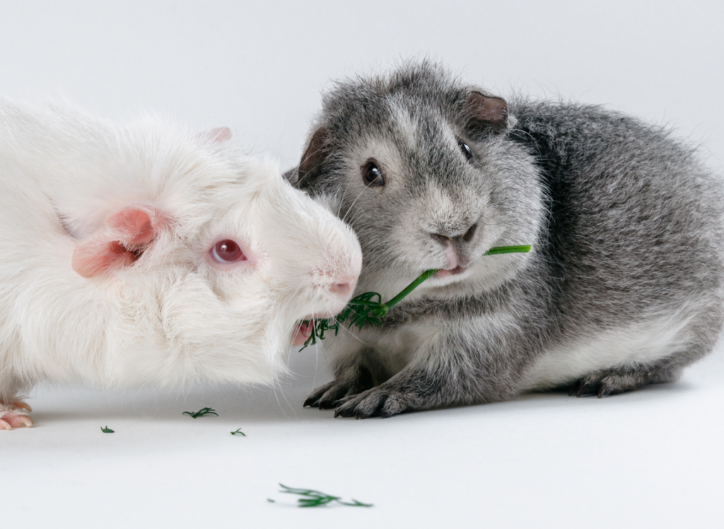 White guinea pig and gray guinea pig fighting over some parsley.