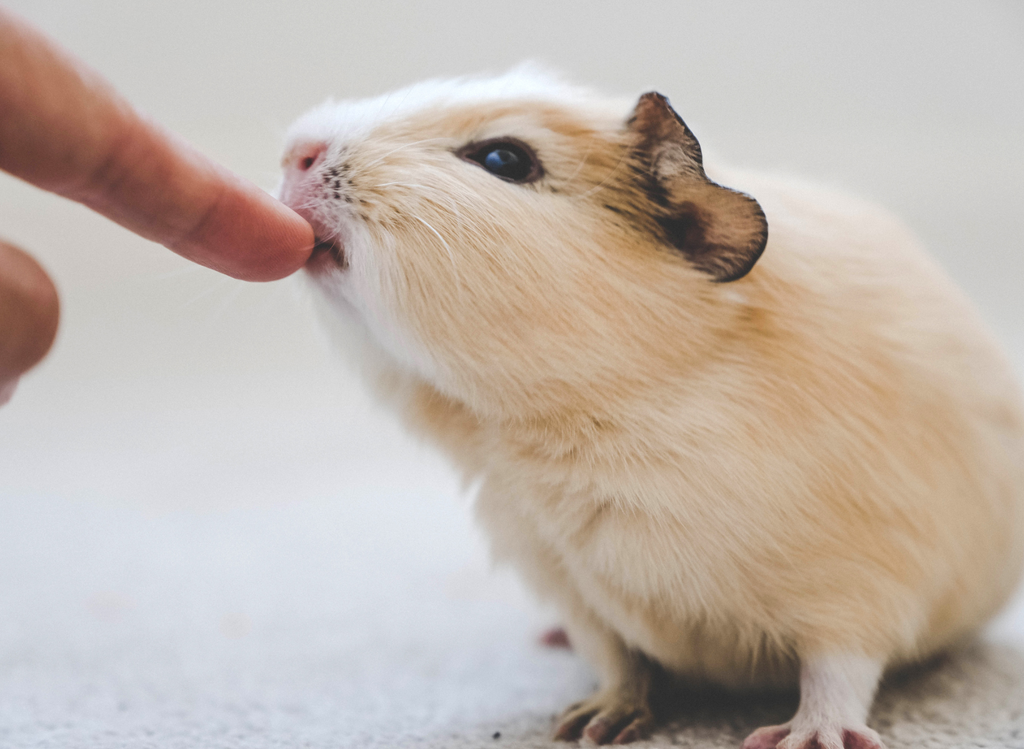 Guinea pig licking a finger