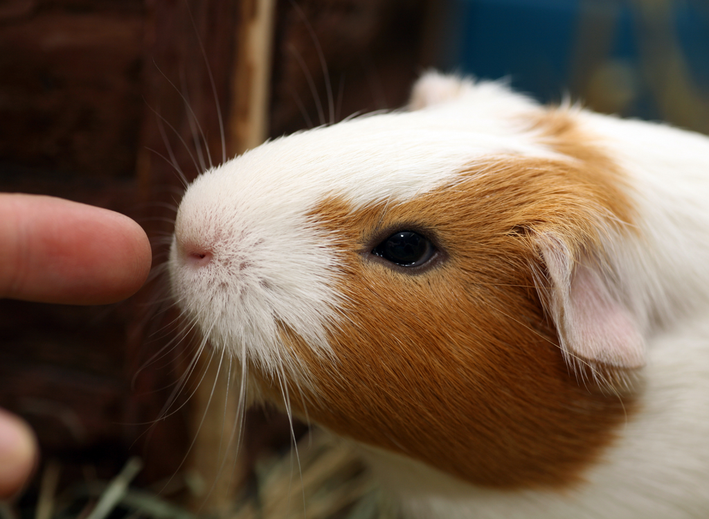 Guinea pig sniffing a finger