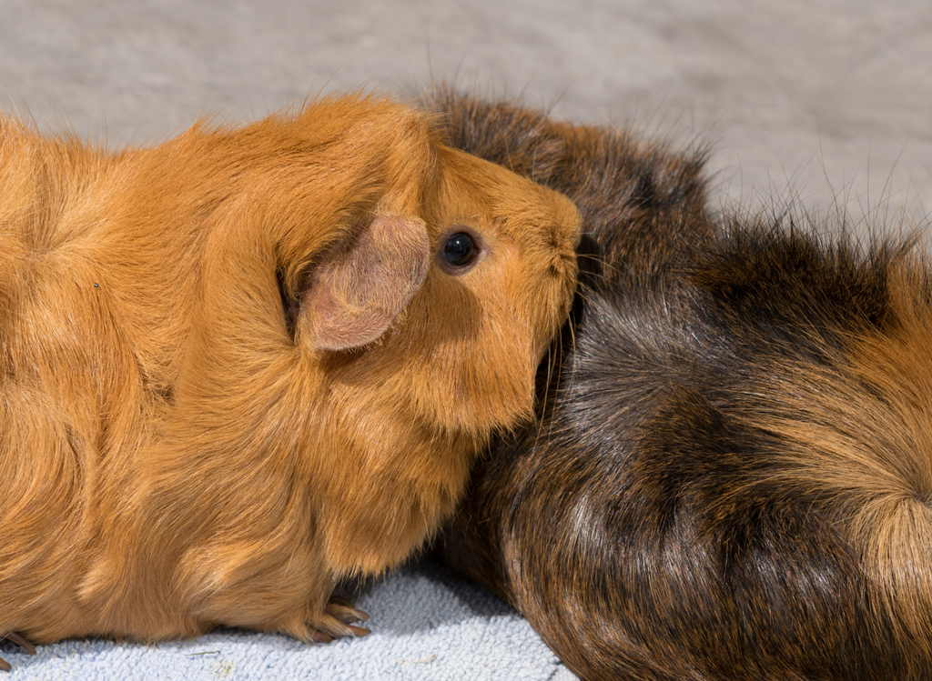 Guinea pigs licking one another