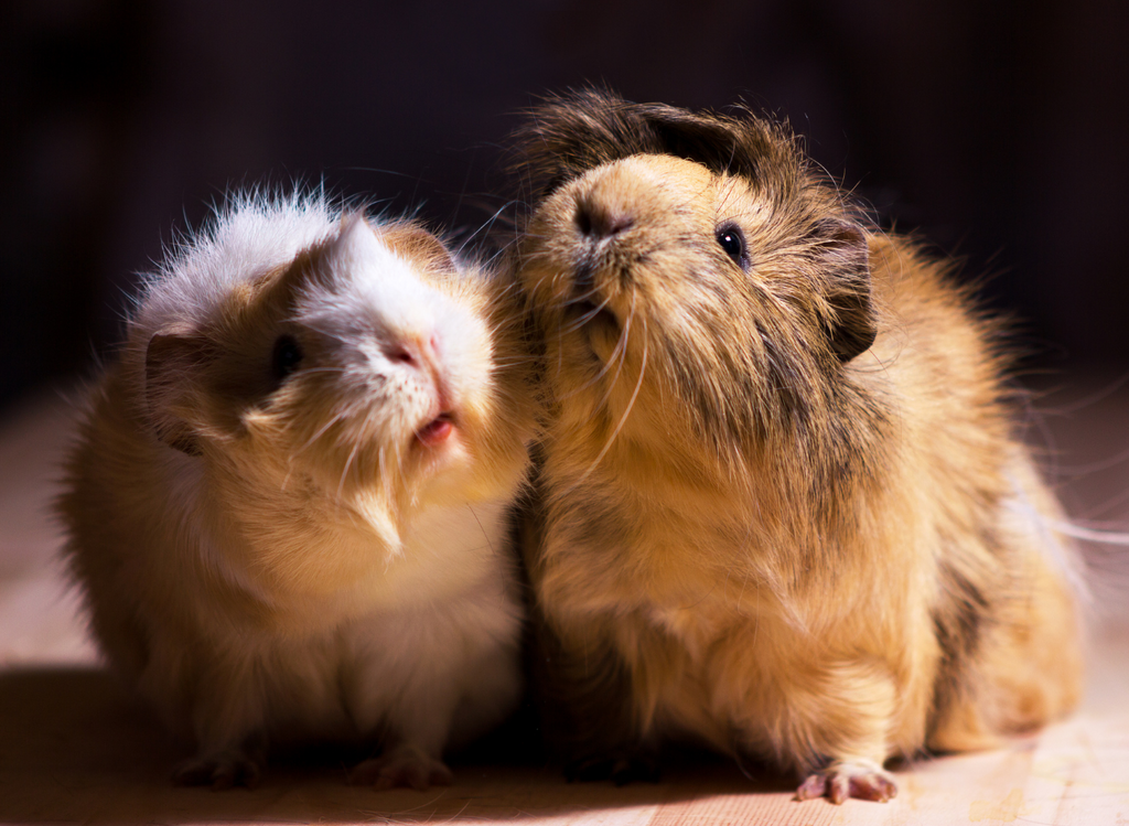 Two guinea pigs looking up together