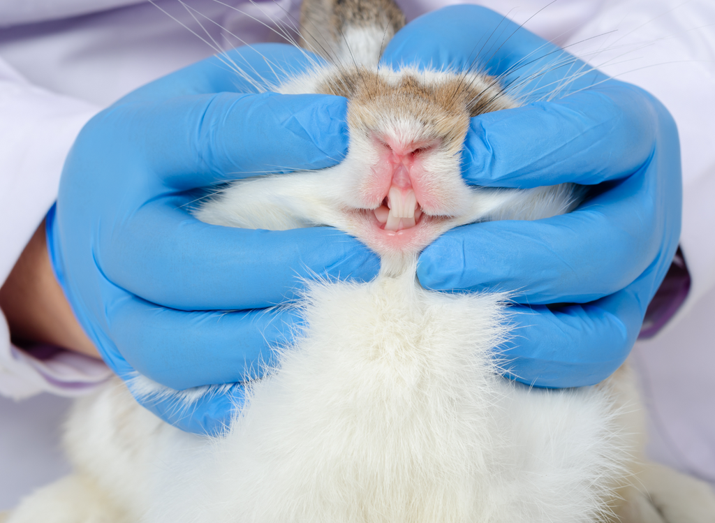 Vet checking a rabbit's teeth