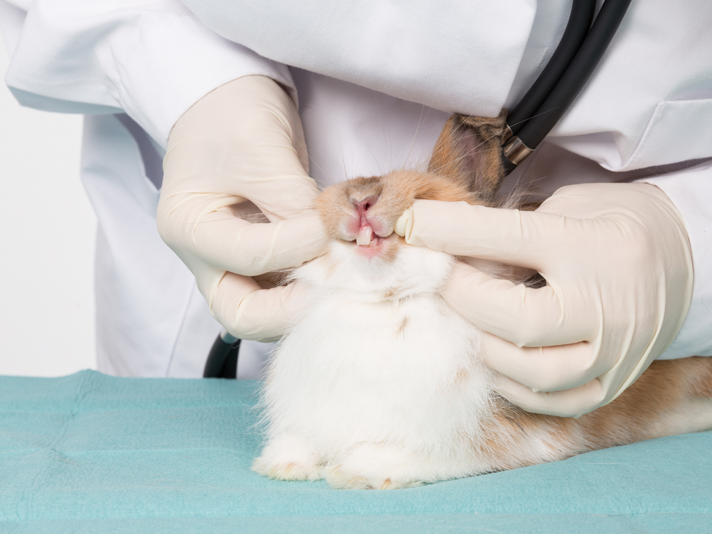 Vet checking a rabbit's teeth