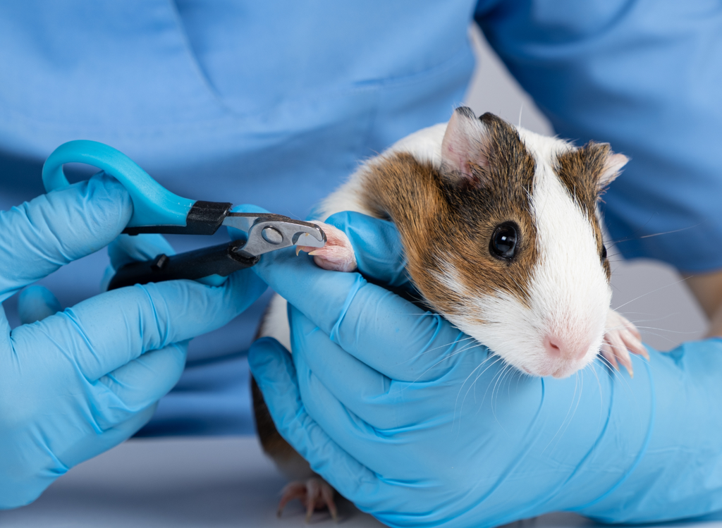 Guinea pig getting their nails trimmed by a vet