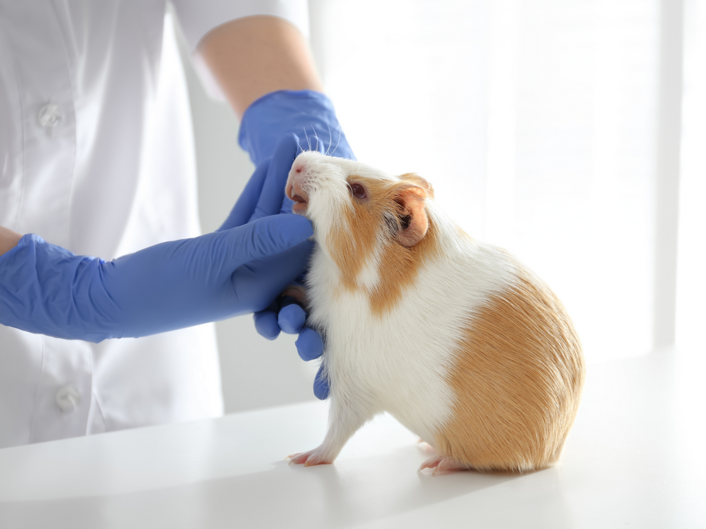 Vet visiting a guinea pig